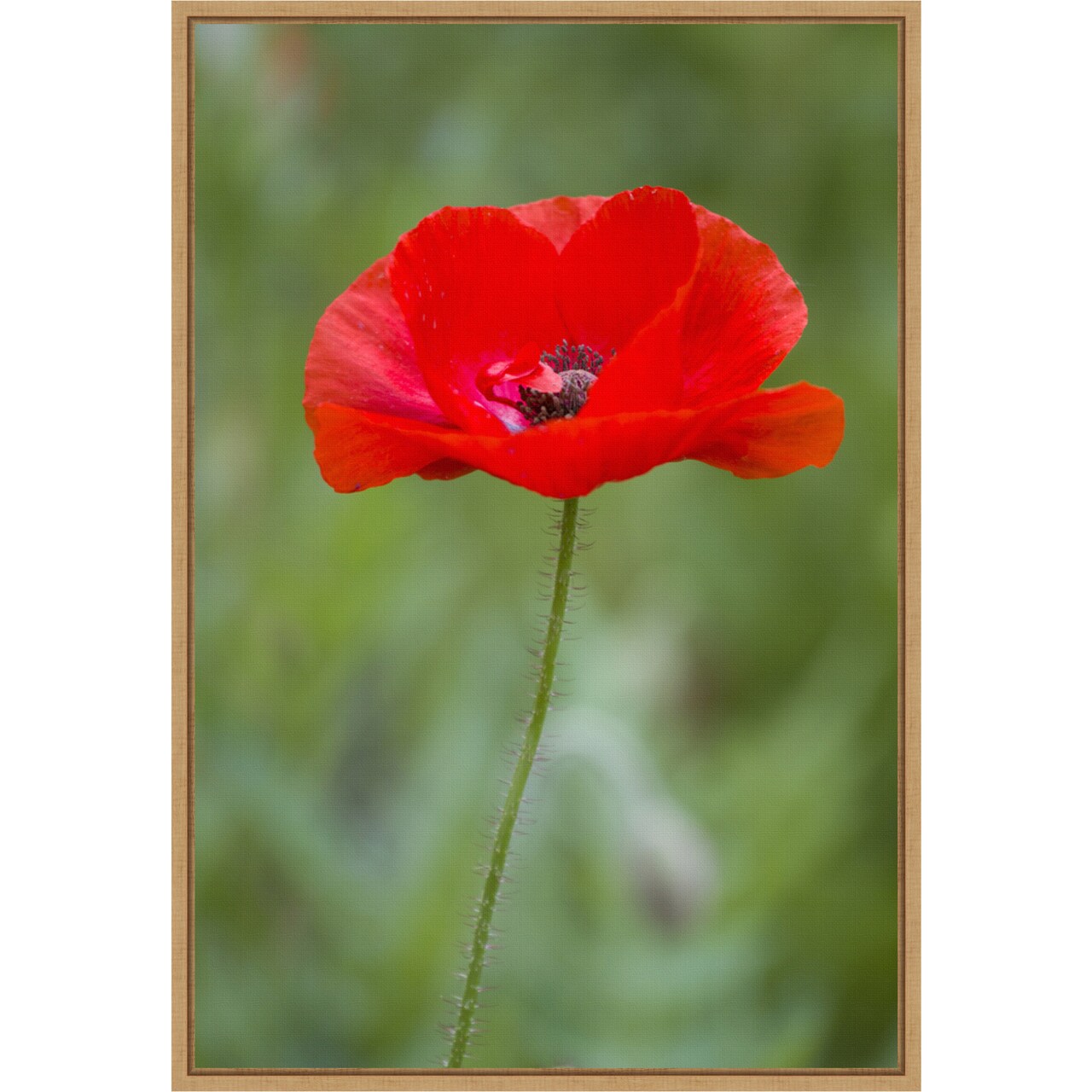 Red Poppy Flower by Richard & Susan Day Danita Delimont 16-in. W x 23-in. H. Canvas Wall Art Print Framed in Natural